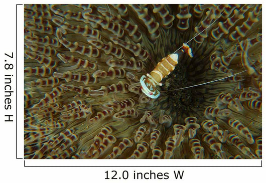 Commensal Shrimp Brown Anemone Wall Decal