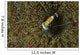 Commensal Shrimp Brown Anemone Wall Decal