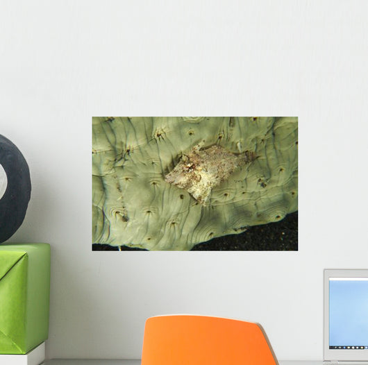 Beige Juvenile Filefish Hiding Wall Decal