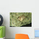 Beige Juvenile Filefish Hiding Wall Decal