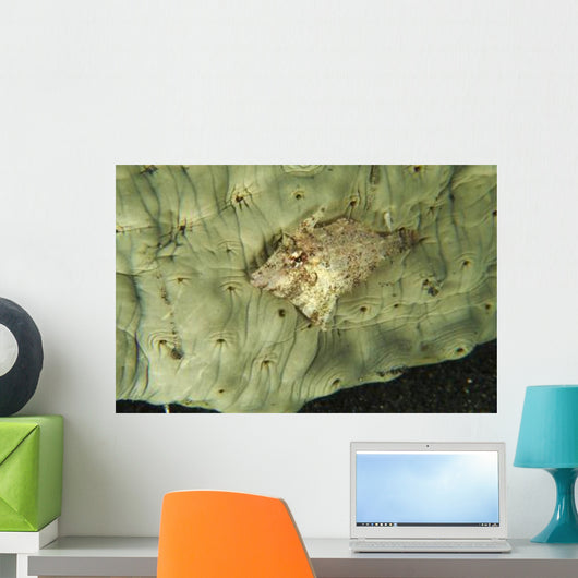 Beige Juvenile Filefish Hiding Wall Decal