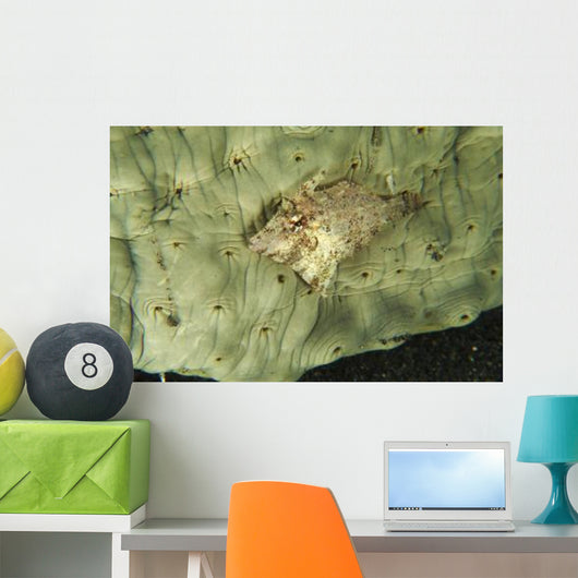 Beige Juvenile Filefish Hiding Wall Decal