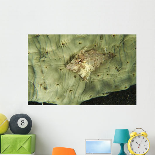 Beige Juvenile Filefish Hiding Wall Decal