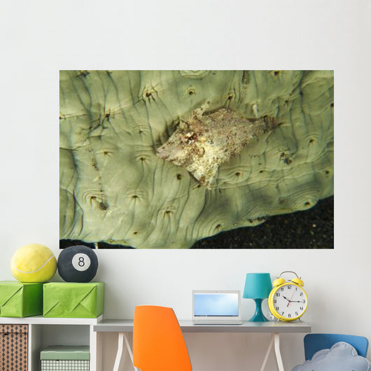 Beige Juvenile Filefish Hiding Wall Decal