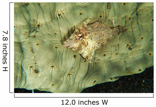 Beige Juvenile Filefish Hiding Wall Decal