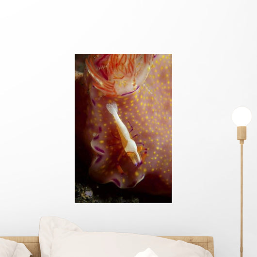 Emperor Commensal Shrimp Nudibranch Wall Decal