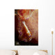 Emperor Commensal Shrimp Nudibranch Wall Decal