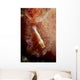 Emperor Commensal Shrimp Nudibranch Wall Decal