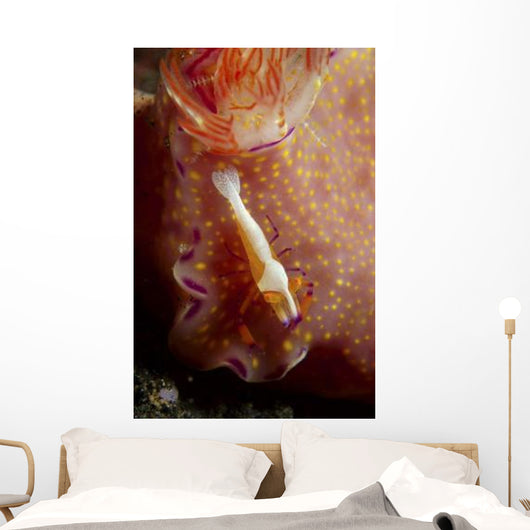 Emperor Commensal Shrimp Nudibranch Wall Decal