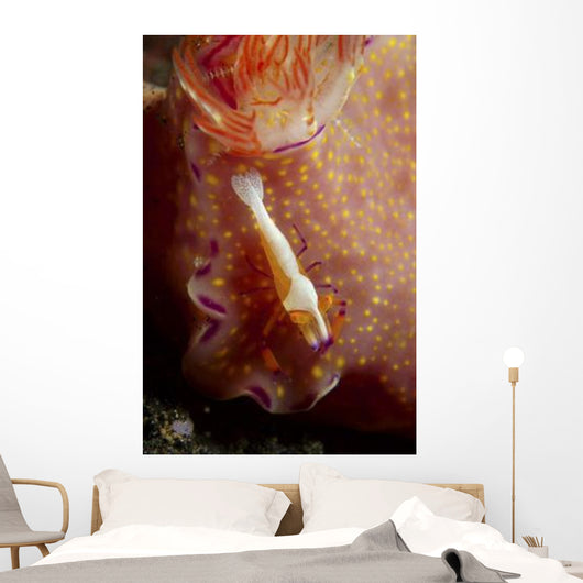 Emperor Commensal Shrimp Nudibranch Wall Decal
