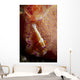 Emperor Commensal Shrimp Nudibranch Wall Decal