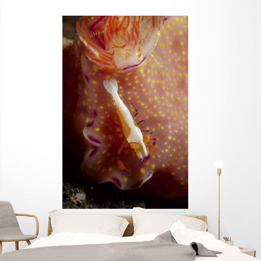 Emperor Commensal Shrimp Nudibranch Wall Decal