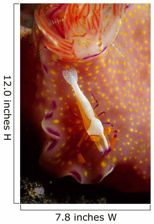 Emperor Commensal Shrimp Nudibranch Wall Decal
