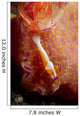 Emperor Commensal Shrimp Nudibranch Wall Decal