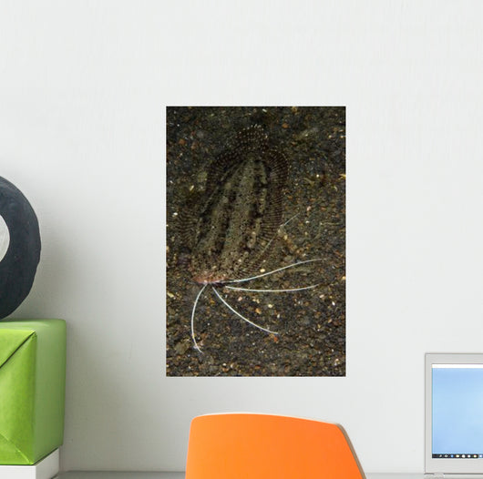 Cockatoo Flounder Black Sand Wall Decal