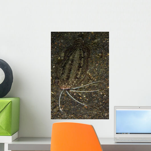 Cockatoo Flounder Black Sand Wall Decal