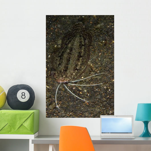 Cockatoo Flounder Black Sand Wall Decal