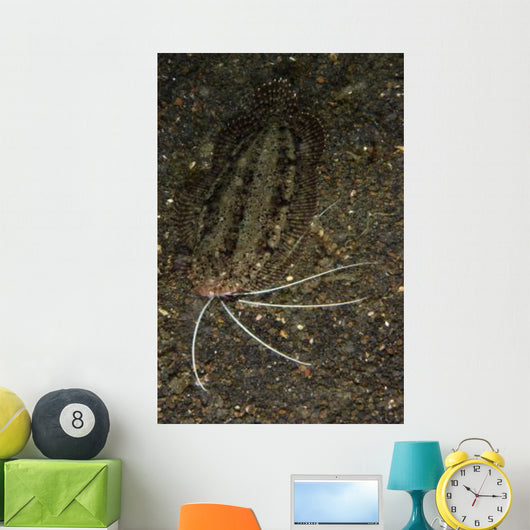 Cockatoo Flounder Black Sand Wall Decal