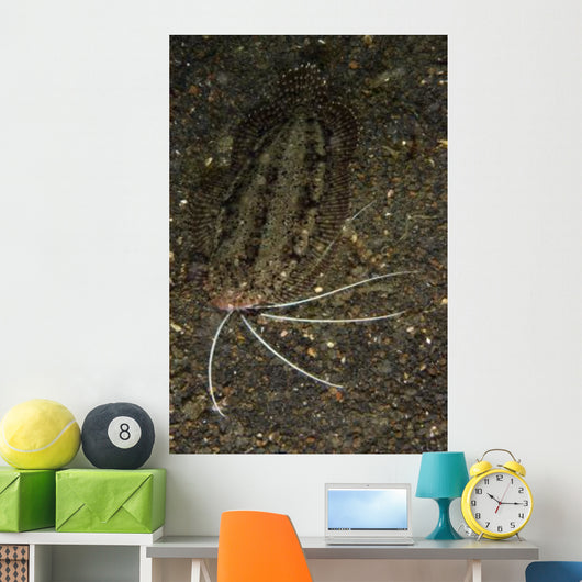 Cockatoo Flounder Black Sand Wall Decal