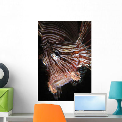 Face Shot Red Lionfish Wall Decal shown on a wall