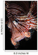 Face Shot Red Lionfish Wall Decal
