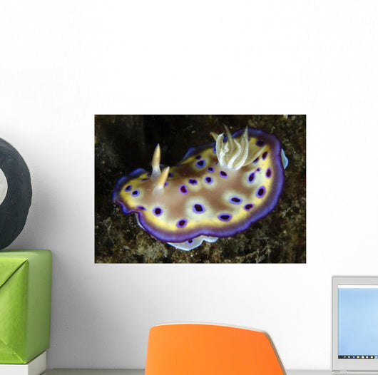 Chromodoris Kuniei Nudibranch North Wall Decal