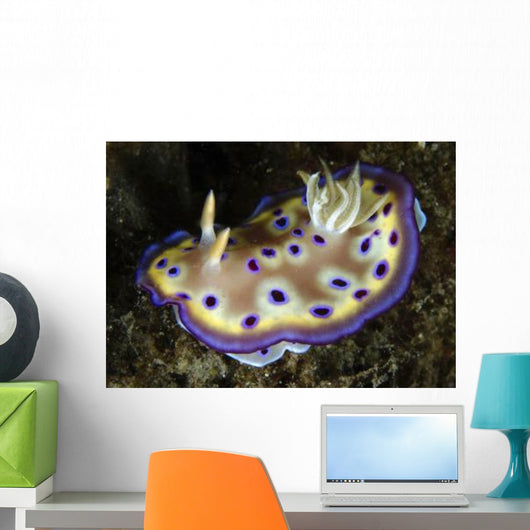 Chromodoris Kuniei Nudibranch North Wall Decal