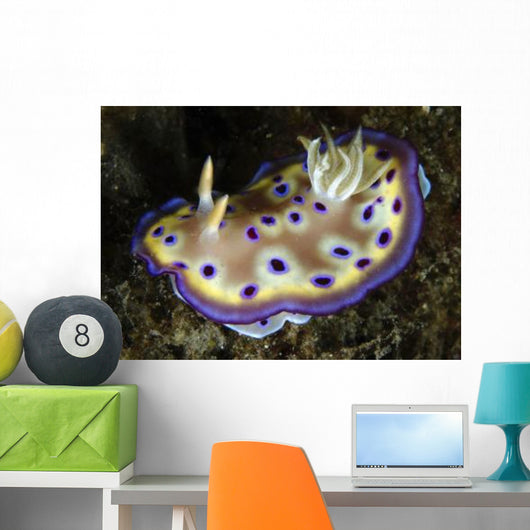 Chromodoris Kuniei Nudibranch North Wall Decal