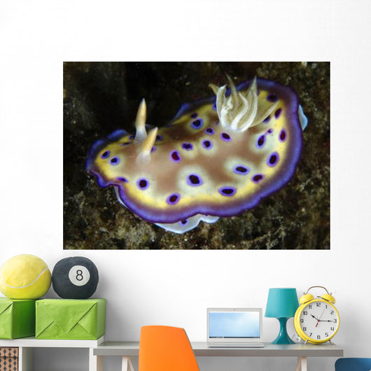 Chromodoris Kuniei Nudibranch North Wall Decal