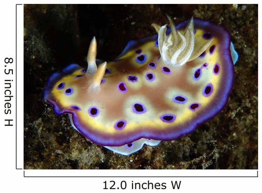 Chromodoris Kuniei Nudibranch North Wall Decal