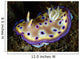 Chromodoris Kuniei Nudibranch North Wall Decal