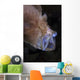 Pinkish Brown Frogfish with Wall Decal