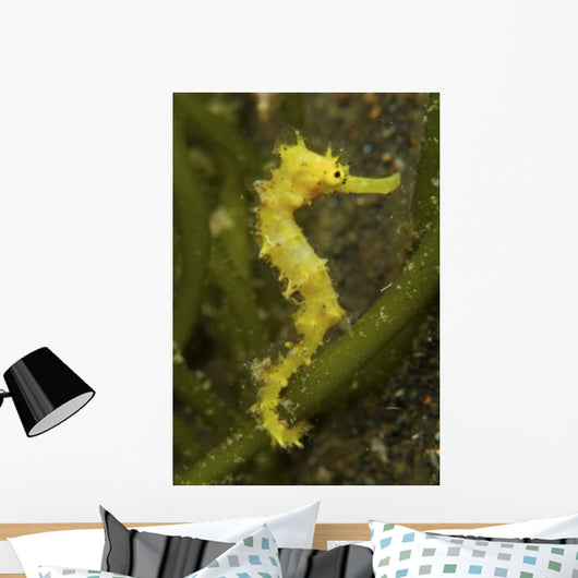 Bright Yellow Thorny Seahorse Wall Decal
