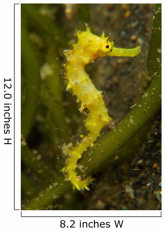 Bright Yellow Thorny Seahorse Wall Decal