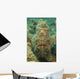 Head Shot Brown Frogfish Wall Decal