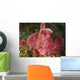 Face Shot Pink Scorpionfish Wall Decal