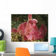 Face Shot Pink Scorpionfish Wall Decal