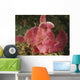 Face Shot Pink Scorpionfish Wall Decal