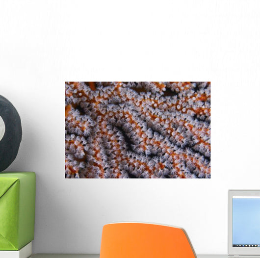 Orange Gorgonian Sea Fan Wall Decal
