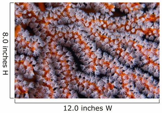 Orange Gorgonian Sea Fan Wall Decal