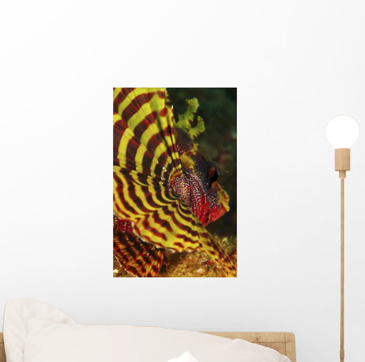 Bright Yellow and Red Wall Decal