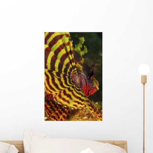 Bright Yellow and Red Wall Decal