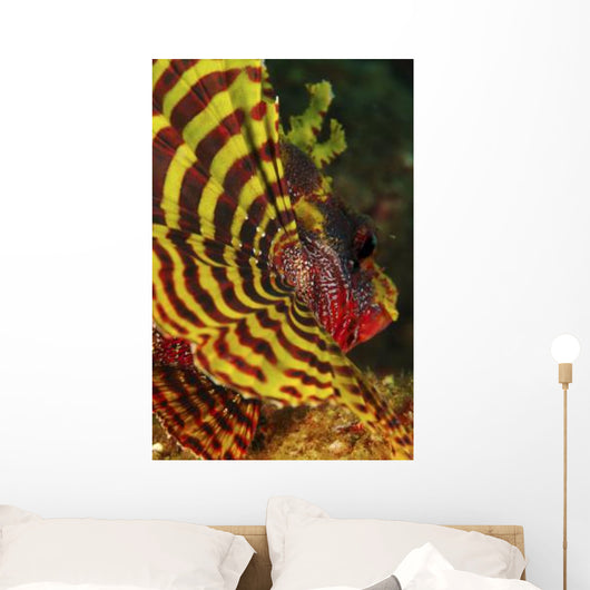 Bright Yellow and Red Wall Decal
