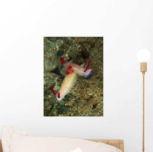 Pair Hypselodoris Bullockii Nudibranch Wall Decal