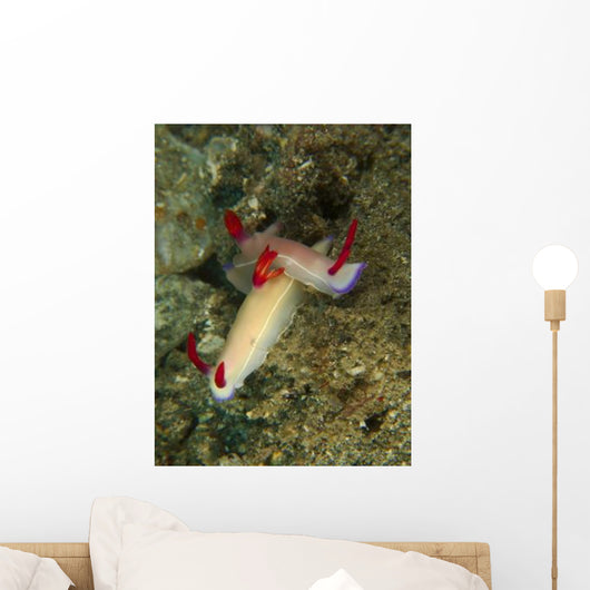 Pair Hypselodoris Bullockii Nudibranch Wall Decal
