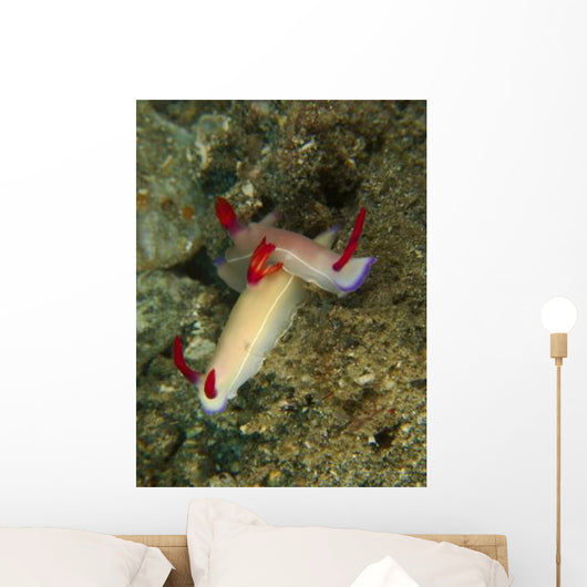 Pair Hypselodoris Bullockii Nudibranch Wall Decal