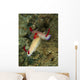 Pair Hypselodoris Bullockii Nudibranch Wall Decal