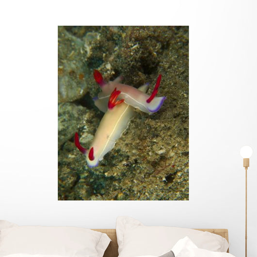 Pair Hypselodoris Bullockii Nudibranch Wall Decal