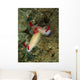 Pair Hypselodoris Bullockii Nudibranch Wall Decal