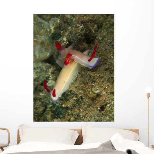 Pair Hypselodoris Bullockii Nudibranch Wall Decal